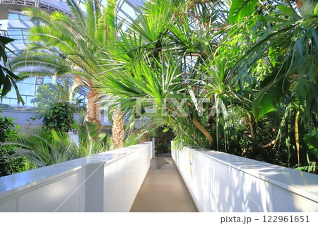 板橋区立熱帯環境植物館　2階 「 雲霧林」 122961651