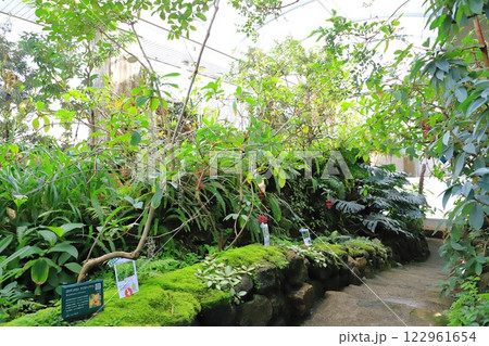 板橋区立熱帯環境植物館 2階 「 雲霧林」 板橋区立熱帯環境植物館 2階 「 雲霧林」 122961654