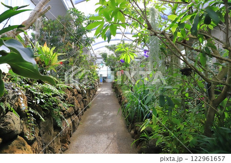 板橋区立熱帯環境植物館　2階 「 雲霧林」 122961657