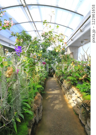 板橋区立熱帯環境植物館　2階 「 雲霧林」 122961658