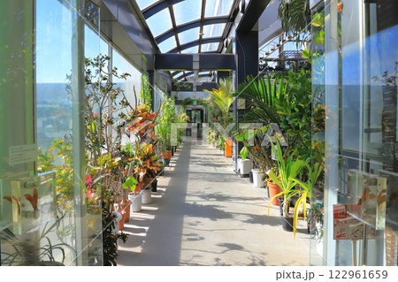板橋区立熱帯環境植物館　2階 「 雲霧林」 122961659