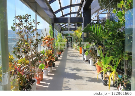 板橋区立熱帯環境植物館 2階 「 雲霧林」 板橋区立熱帯環境植物館 2階 「 雲霧林」 122961660