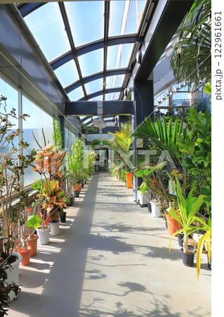 板橋区立熱帯環境植物館 2階 「 雲霧林」 板橋区立熱帯環境植物館 2階 「 雲霧林」 122961661