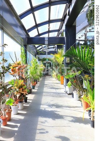 板橋区立熱帯環境植物館　2階 「 雲霧林」 122961662