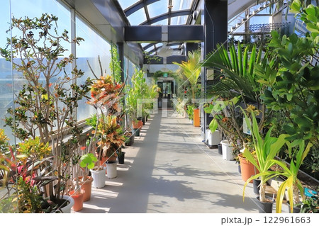 板橋区立熱帯環境植物館 2階 「 雲霧林」 板橋区立熱帯環境植物館 2階 「 雲霧林」 122961663