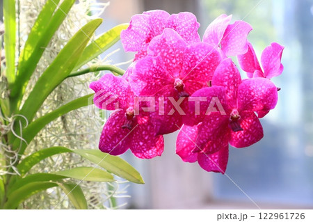 板橋区立熱帯環境植物館　2階 　雲霧林に咲く蘭の花　 122961726