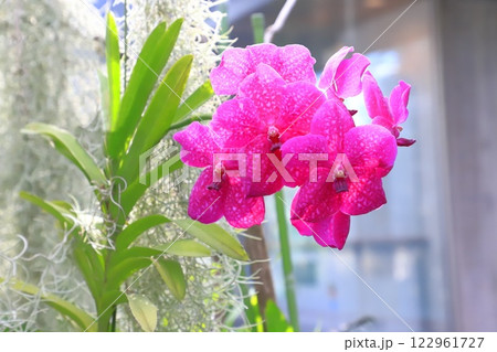板橋区立熱帯環境植物館　2階 　雲霧林に咲く蘭の花　 122961727