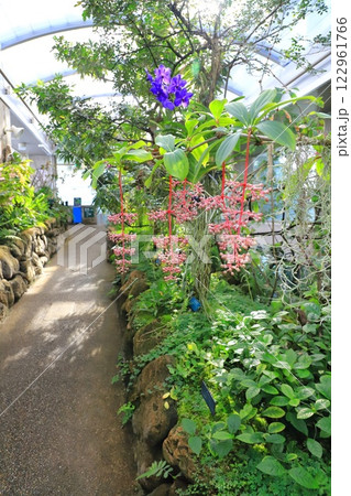 板橋区立熱帯環境植物館　2階 　 雲霧林に咲く花 122961766