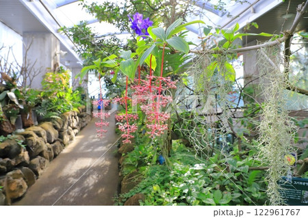 板橋区立熱帯環境植物館 2階 雲霧林に咲く花 板橋区立熱帯環境植物館 2階 雲霧林に咲く花 122961767