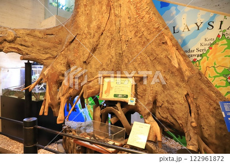 板橋区立熱帯環境植物館　地下　ネジレフサマメの板根　 122961872