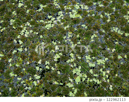 アオウキクサと紅葉を始めたアカウキクサ【水生植物】茨城県かすみがうら市 122962113
