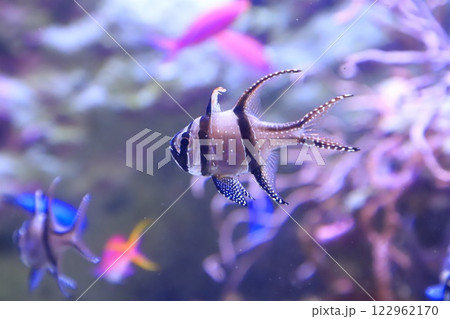 板橋区立熱帯環境植物館　地下　ミニ水族館 122962170