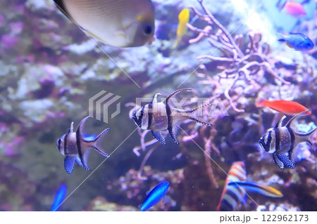 板橋区立熱帯環境植物館　地下　ミニ水族館 122962173