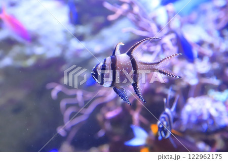 板橋区立熱帯環境植物館　地下　ミニ水族館 122962175