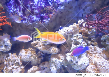 板橋区立熱帯環境植物館　地下　ミニ水族館 122962177