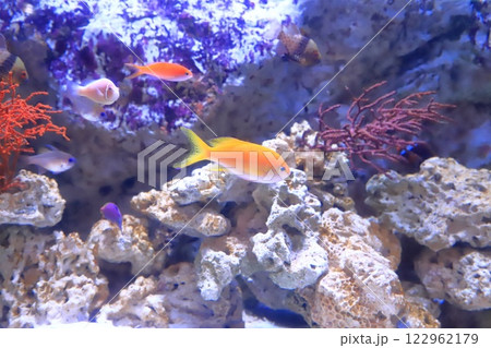 板橋区立熱帯環境植物館　地下　ミニ水族館 122962179