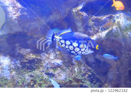 板橋区立熱帯環境植物館　地下　ミニ水族館 122962182