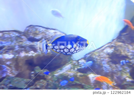 板橋区立熱帯環境植物館 地下 ミニ水族館 板橋区立熱帯環境植物館 地下 ミニ水族館 122962184