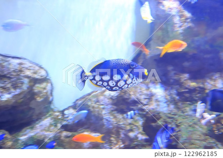 板橋区立熱帯環境植物館　地下　ミニ水族館 122962185