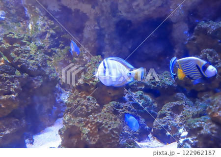 板橋区立熱帯環境植物館　地下　ミニ水族館 122962187