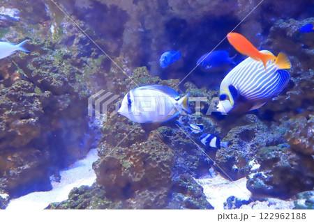 板橋区立熱帯環境植物館 地下 ミニ水族館 板橋区立熱帯環境植物館 地下 ミニ水族館 122962188