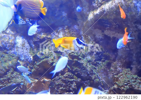 板橋区立熱帯環境植物館 地下 ミニ水族館 板橋区立熱帯環境植物館 地下 ミニ水族館 122962190
