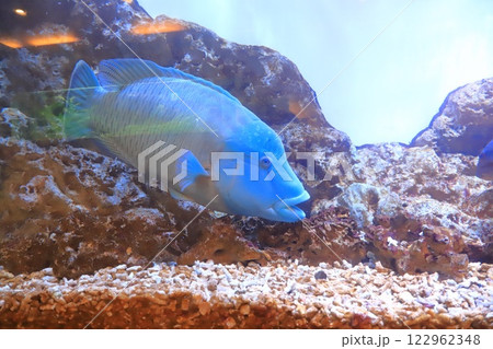 板橋区立熱帯環境植物館　地下　ミニ水族館のメガネモチウオ 122962348