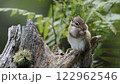 どんぐりを口いっぱいに頬張るシマリス 122962546