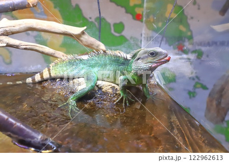 板橋区立熱帯環境植物館　インドシナウォータードラゴン 122962613