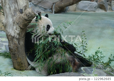 台北市立動物園のパンダ 122962685