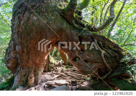 屋久島の白谷雲水峡のくぐり杉 122962820