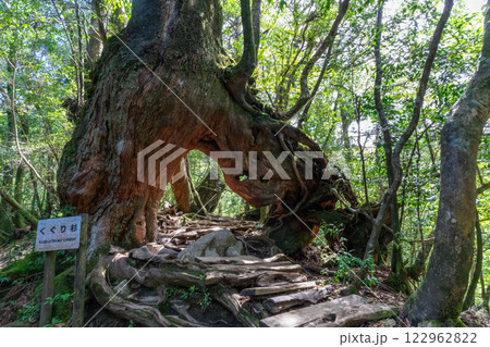屋久島の白谷雲水峡のくぐり杉 屋久島の白谷雲水峡のくぐり杉 122962822