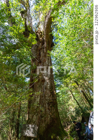 屋久島の白谷雲水峡の七本杉 122962986
