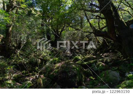屋久島の白谷雲水峡の苔むす森 122963150