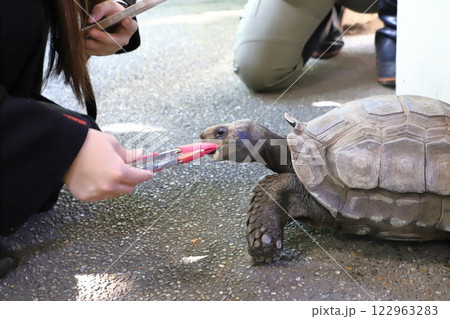板橋区立熱帯環境植物館　ビルマムツアシガメ 122963283