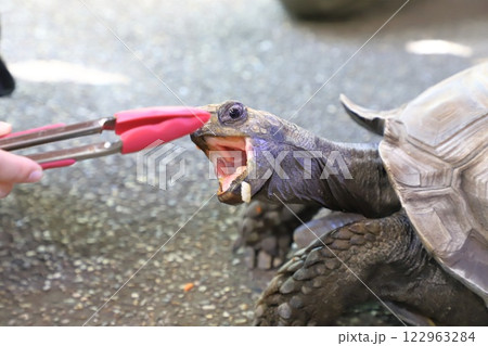 板橋区立熱帯環境植物館 ビルマムツアシガメ 板橋区立熱帯環境植物館 ビルマムツアシガメ 122963284