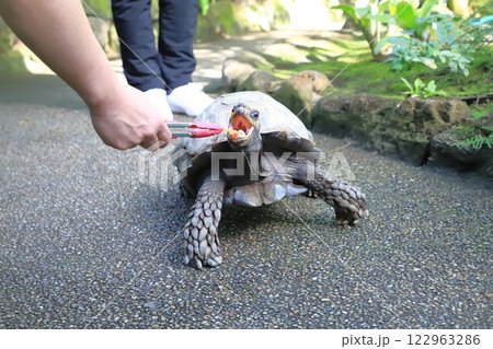 板橋区立熱帯環境植物館 ビルマムツアシガメ 板橋区立熱帯環境植物館 ビルマムツアシガメ 122963286