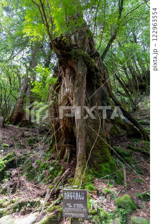 屋久島の白谷雲水峡の雷の落ちた屋久杉 122963554