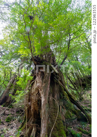 屋久島の白谷雲水峡の雷の落ちた屋久杉 屋久島の白谷雲水峡の雷の落ちた屋久杉 122963555