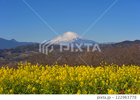 菜の花と富士山　神奈川県　二宮町　 122963778