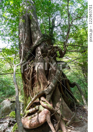 屋久島の白谷雲水峡の女神杉 122963781