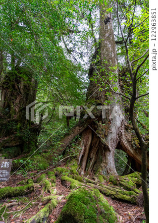 屋久島の白谷雲水峡の武家杉と公家杉 122963851