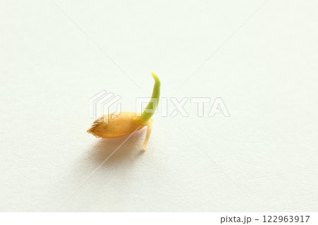 種もみの発芽と成長 122963917