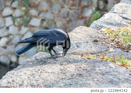 カラス(ハシボソガラス) カラス(ハシボソガラス) 122964142