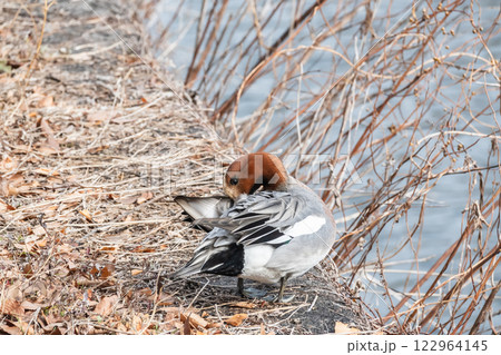 ヒドリガモ（オス）　大阪城 122964145