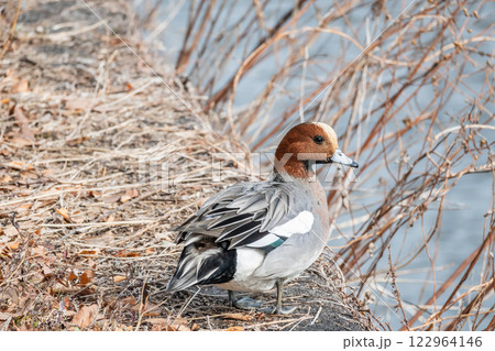 ヒドリガモ（オス）　大阪城 122964146