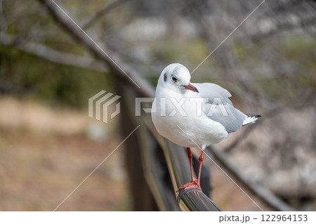 ユリカモメ 大阪城公園 ユリカモメ 大阪城公園 122964153