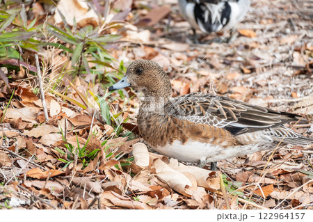 ヒドリガモ（メス）　大阪城 122964157