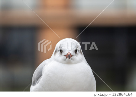 土佐堀川のユリカモメ　大阪市中之島公園 122964164