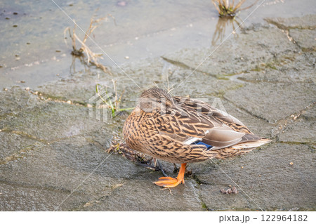水辺で居眠りするマガモ（メス）　大阪市堂島川　中之島公園 122964182